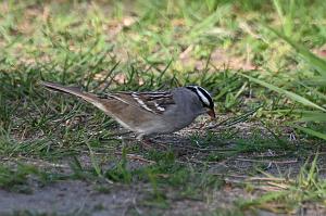 063 Sparrow, White-crowned, 2023-05120380 Parker River NWR, MA